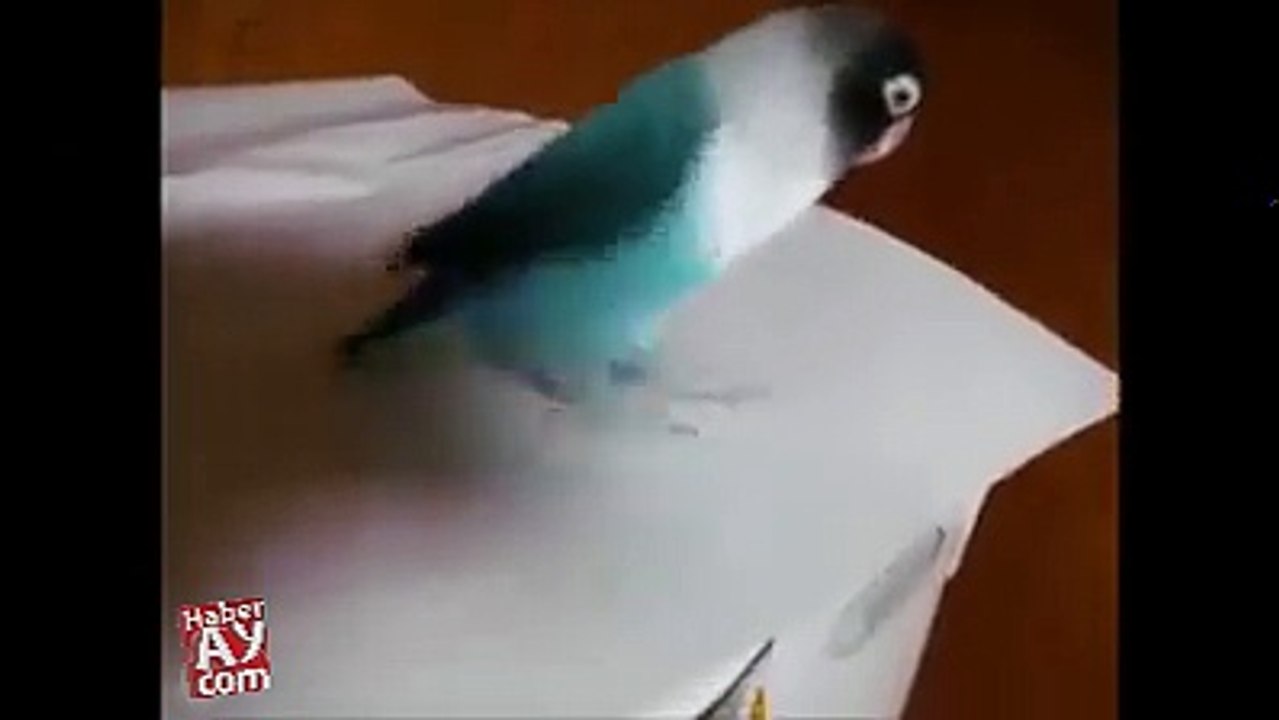 فيديو مضحك