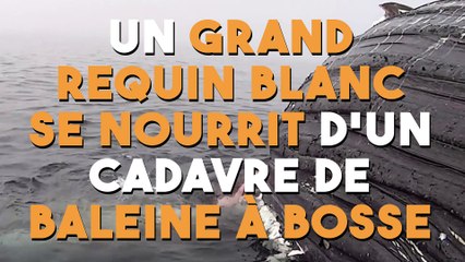Un requin blanc se nourrit d'un cadavre de baleine à bosse !