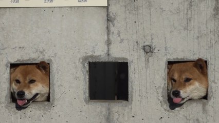 Três cães curiosos viram atração no Japão