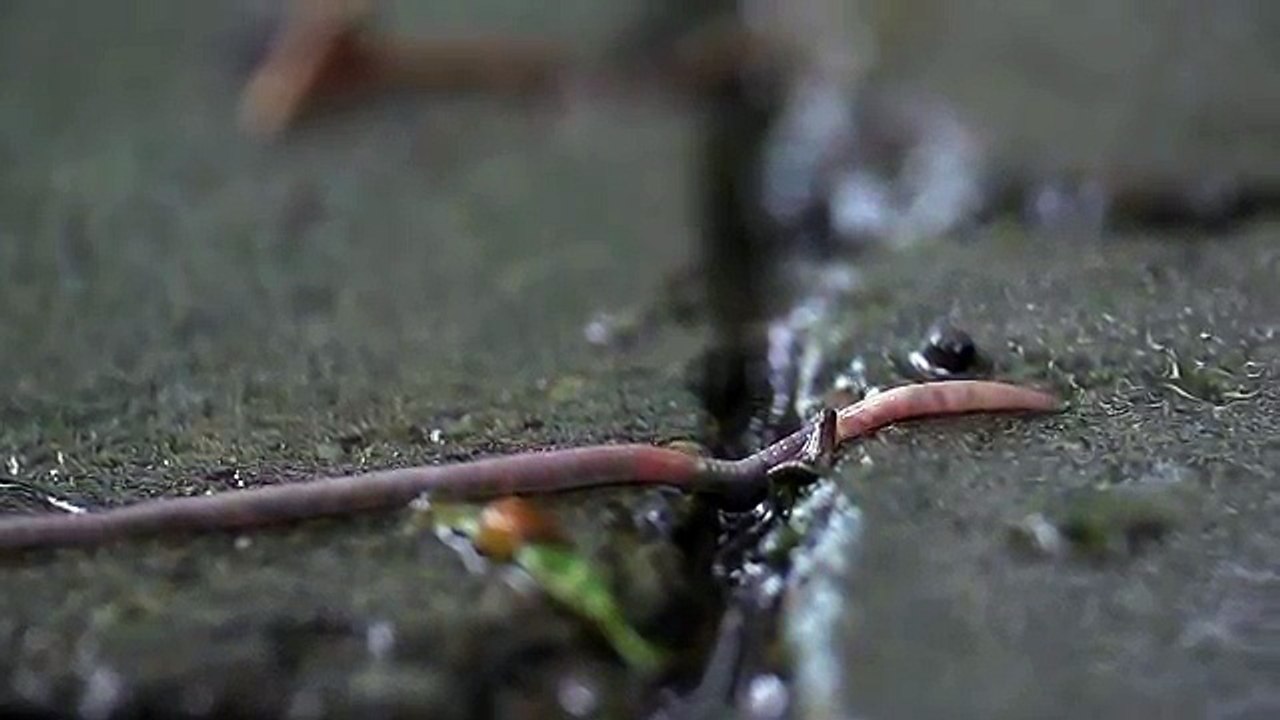 Beachfront B Roll: Worm in the Rain (Free to Use HD Stock Video Footage)