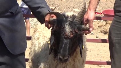 Gaziantep Dört Boynuzlu Koç Bin 400 Liraya Satıldı
