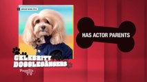 Before the dog days of summer roll in, we thought we'd play one of our favorite games: Celebrity Doggelgängers! See if you can name the stars the pooches parallel! #PageSixTV