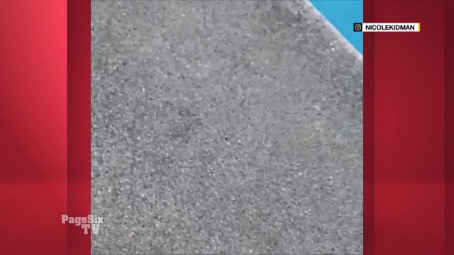 #NicoleKidman could easily play a #Marvel villain because she's not afraid of a spider, man! The actress captured a giant tarantula, posted a video of it and it's taken over the web! #PageSixTV