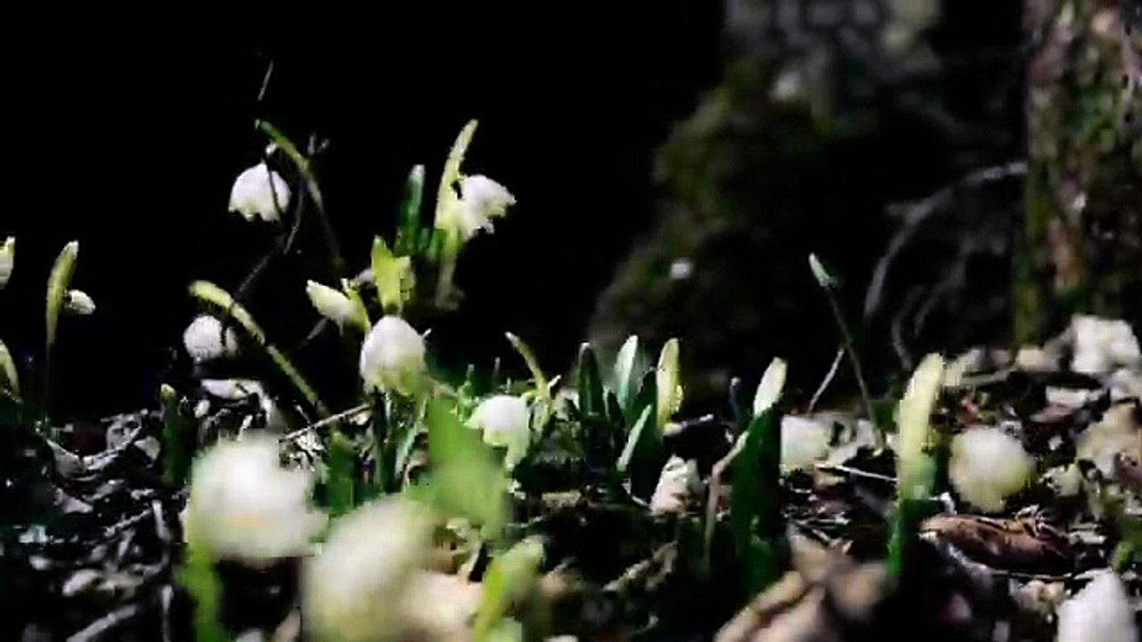 Wallpaper Engine Nature Video Wallpaper Preview (FULL HD)