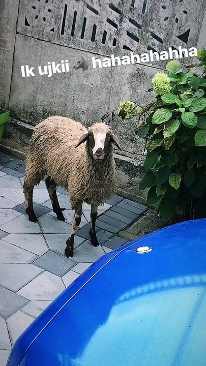 Getinjo bëhet gati për Kurban Bajramin