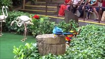 JURONG BIRD PARK , SINGAPORE. VARIETY OF BIRDS SHOW. COLOURFUL PARROTS, FLAMINGOS, PEACOCK