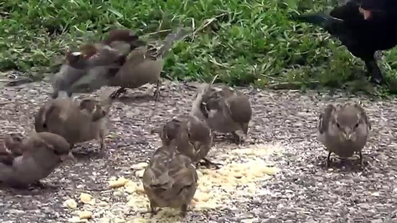 NUEVO vídeo para gatos para ver,