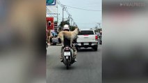 Dog Stands Up And Sits Down While Riding Pillion On Moped