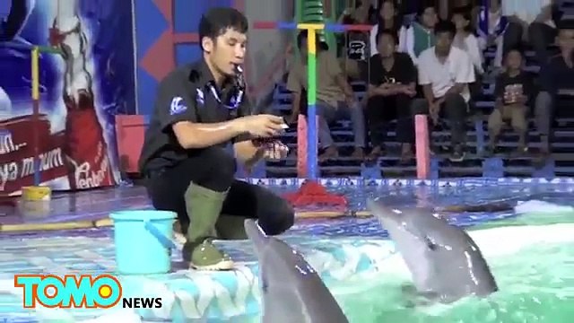 Cruel animal circus: Dolphins forced to jump through flaming hoops, bears rides tricycle T