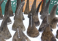 50 Rhino Horns Seized in Kuala Lumpur International Airport