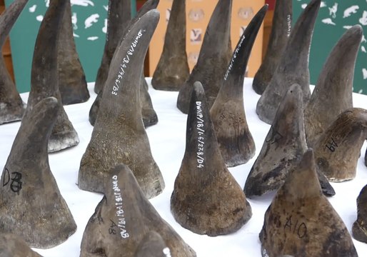 50 Rhino Horns Seized in Kuala Lumpur International Airport