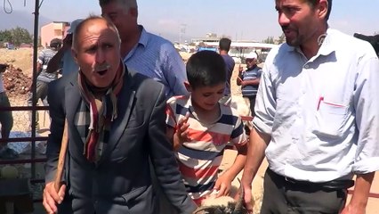 4 boynuzlu koyun pazarda kısa sürede alıcı buldu - GAZİANTEP