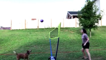 Innocent Pet's funny  video clips