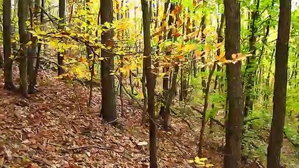 edible mushrooms bushcraft