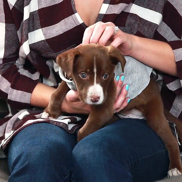 FACILE À FAIRE - 4 façons de recycler des vêtements en habits pour chien