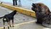 Des chiens viennent hurler avec 2 lions de mer (Valdivia,Chile)