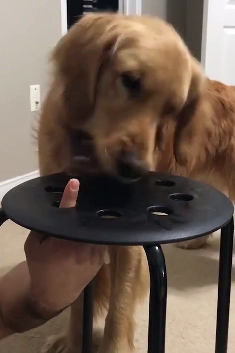 Elle fait un petit jeu risqué avec son chien... Attention les doigts