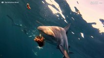 Dykker filmer haier som blir matet på nært hold