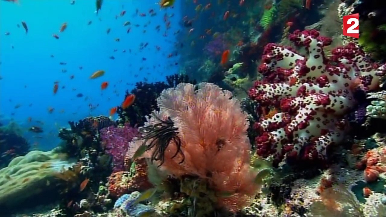 Hippocampe pygmée : mignon ou pas ? ZAPPING SAUVAGE