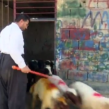 قیمت بز و گوسفند در روز های قبل از عید قربان در ترکیه بر خلاف سال های گذشته کاهش یافته است. دلیل عمدۀ تقلیل قیمت بز و گوسفند، کاهش ناگهانی ارزش لیره، واحد پولی