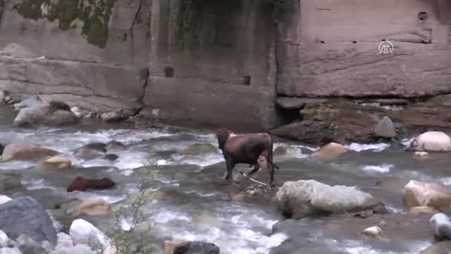 Rize'de Kurbanlık Boğa Dereye Düştü