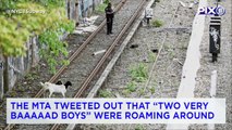 Goats Roam Subway Tracks in Brooklyn: MTA