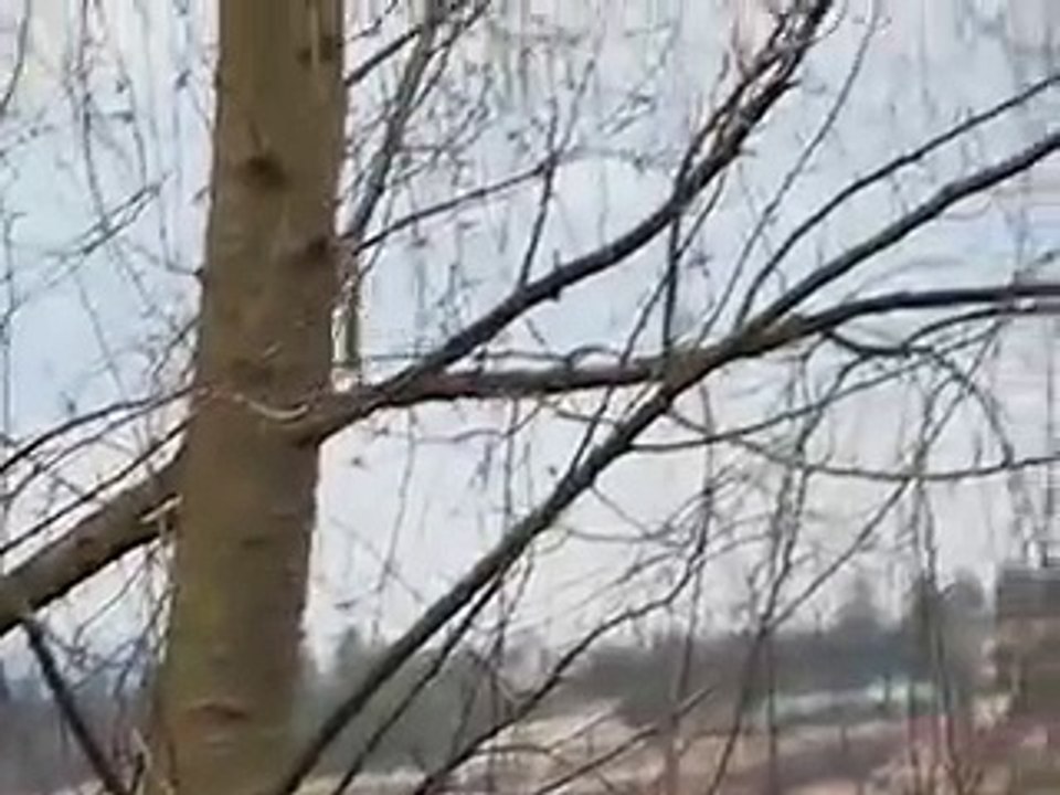 Bald Eagle duck dinner