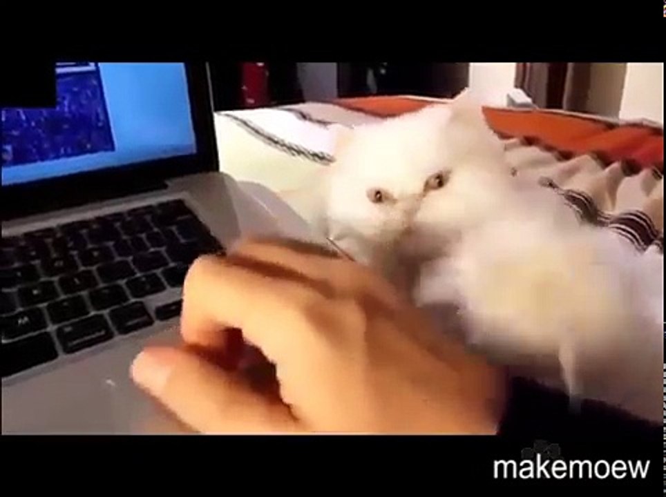 Cats demanding petting Compilation