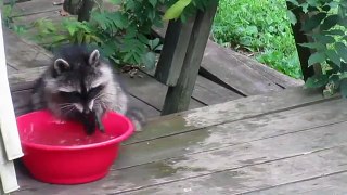 Baby raccoon cools down using backyard water bowl