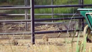 Bobcat Mating Dance