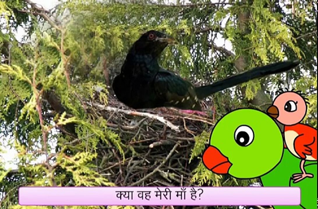 Baby Bird Cant Find Its Mother! (Hindi)