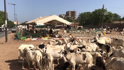 Senegal'de Kurbanlıklar Yıkanıp Satılıyor