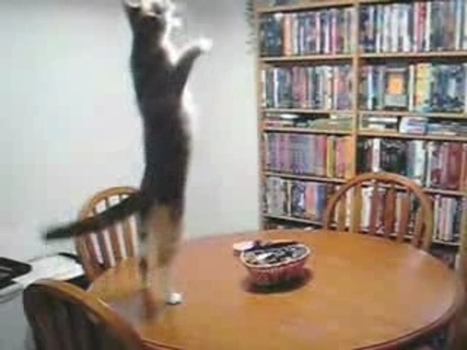 Dancing Cat