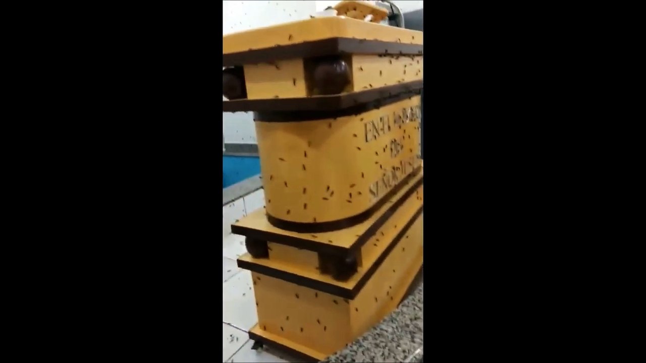 A plague of insects invade a church in Peru in august 2018