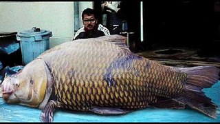 Worlds Biggest Asian Fish