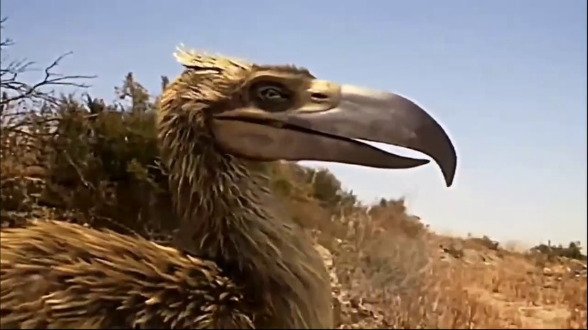 National Geographic Documentary Hd Prehistoric Predators - 