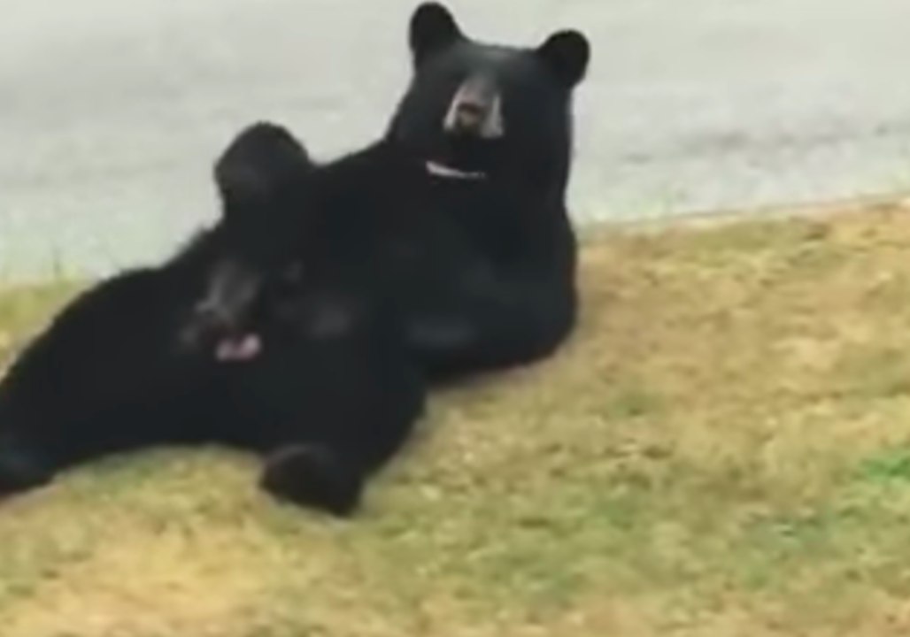 Bear Lounges and Scratches Its Belly in Canada