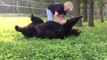 Woman Brushes Delighted Bear at Wildlife Center