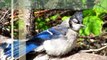 Why birds Sunbathe Baby Blue Jay Sunning Watch in HD