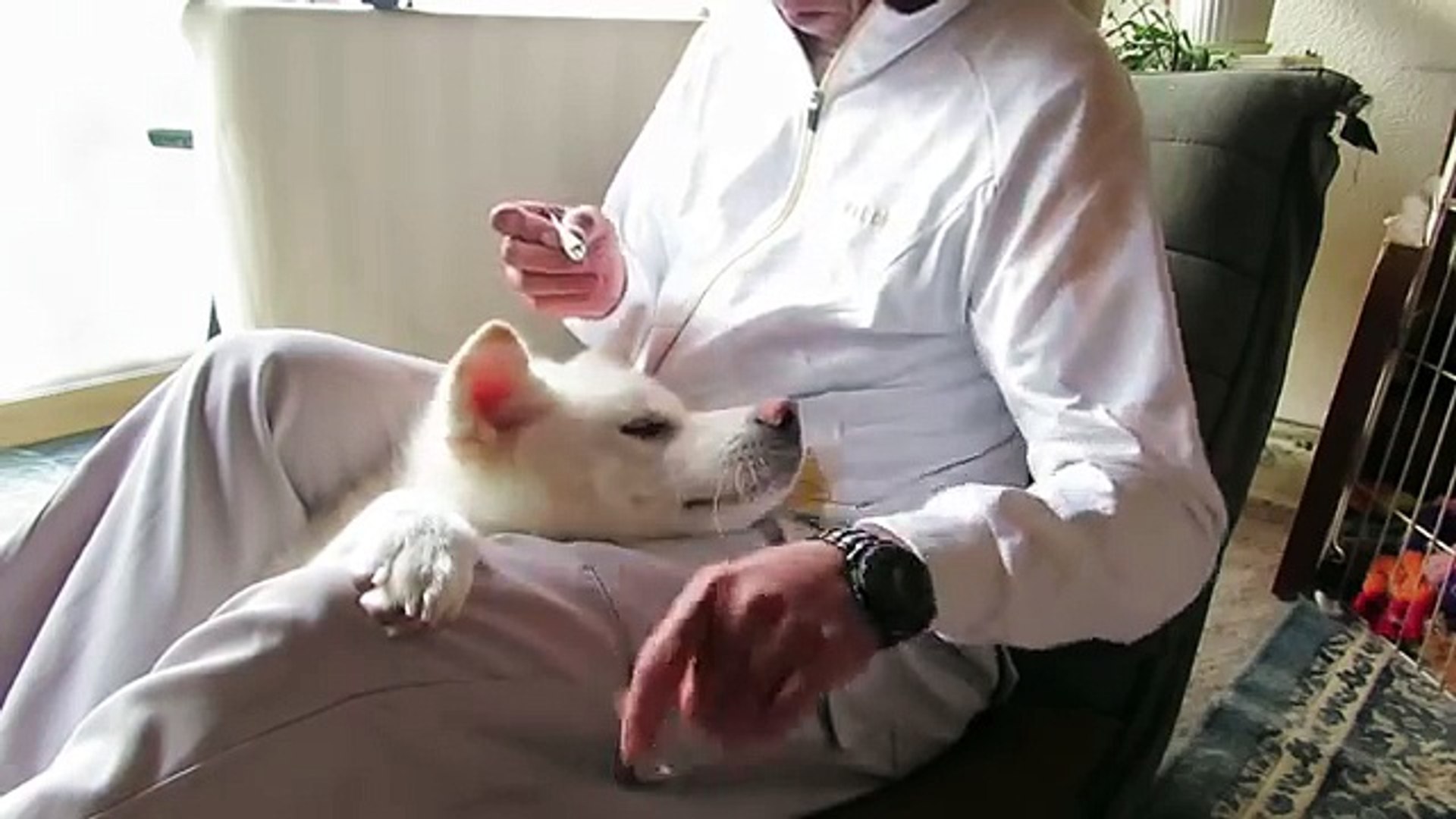 秋田犬ゆうき 飼い主に押さえ込まれて軟膏タイプの目薬を塗られる Akita Dog 動画 Dailymotion