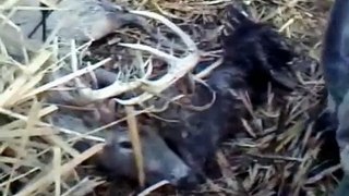 (Graphic) 20 points of White Tail Buck locked up!