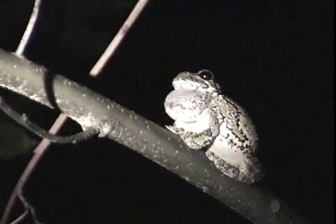 Gray Tree Frog mating call