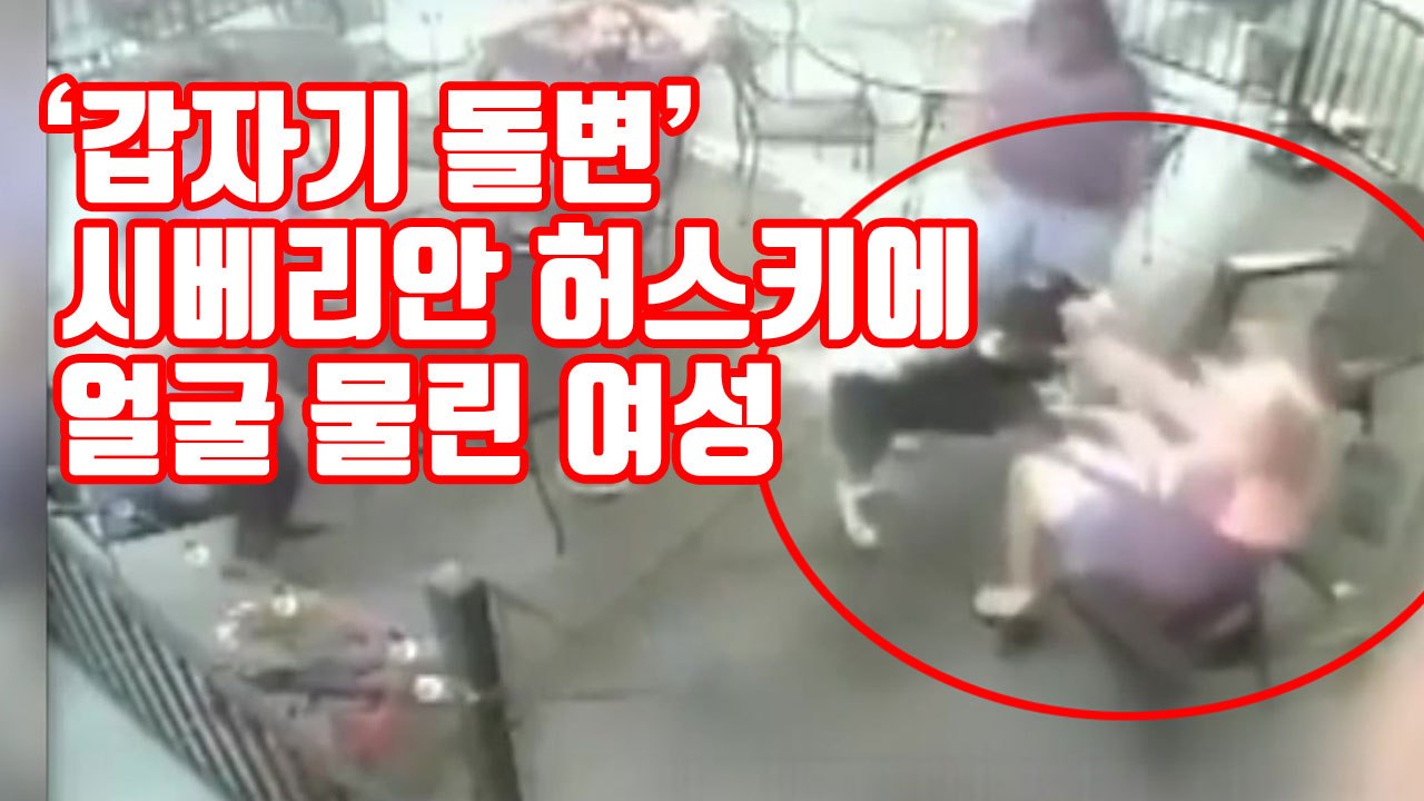[자막뉴스] '갑자기 돌변' 시베리안 허스키에 얼굴 물린 여성 / YTN