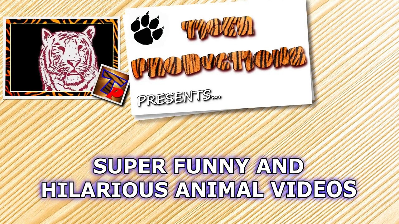Warning: YOU MAY SUFFOCATE FROM LAUGHING Funny ANIMAL compilation
