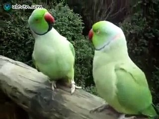 Two Adorable Talking Parrots Have Conversation