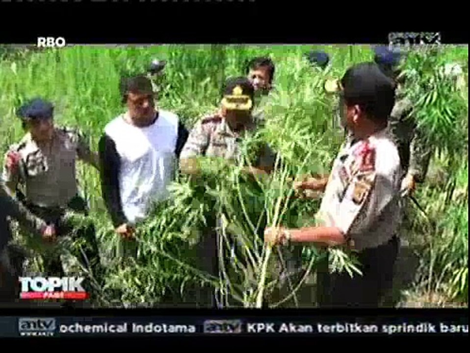 15 Hektare Ladang Ganja Dimusnahkan Polda Aceh