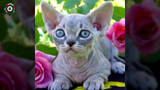 Worlds Smallest Cats & Cat Breeds