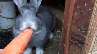 Very Beautiful Bunny Rabbit Eats Carrot