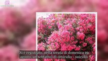 Palermo, mamma avvelena i figli con i semi di oleandro: grave il più piccolo  | LE NOTIZIE DEL GIORN