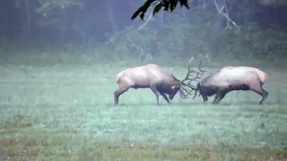 Elk fighting in Cataloochee Valley September new